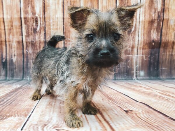Cairn Terrier-DOG-Male-Wheaten-22913-Petland Scottsdale, Arizona