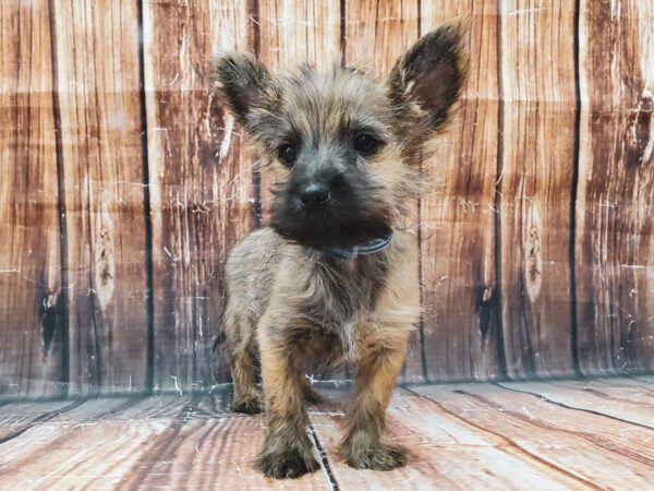 Cairn Terrier DOG Male Wheaten 22912 Petland Scottsdale, Arizona