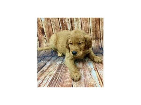 Golden Retriever-DOG-Male-Golden-22960-Petland Scottsdale, Arizona
