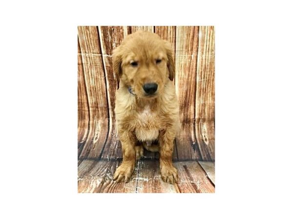 Golden Retriever-DOG-Male-Golden-22961-Petland Scottsdale, Arizona