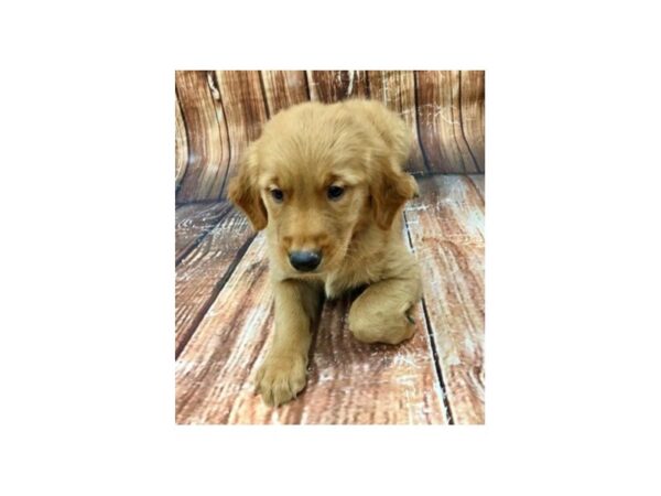 Golden Retriever-DOG-Female-Golden-22963-Petland Scottsdale, Arizona