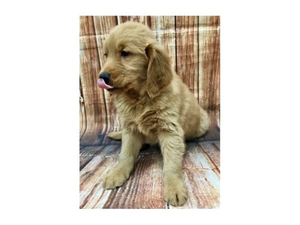 Golden Retriever-DOG-Female-Golden-22962-Petland Scottsdale, Arizona