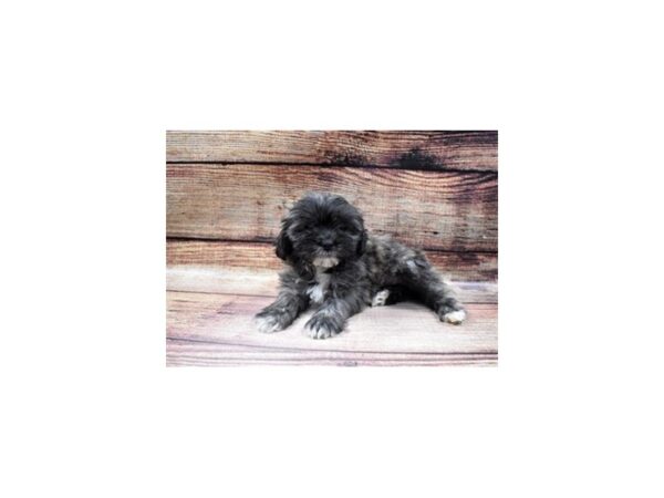 Lhasa Apso-DOG-Female-Grizzle-22968-Petland Scottsdale, Arizona