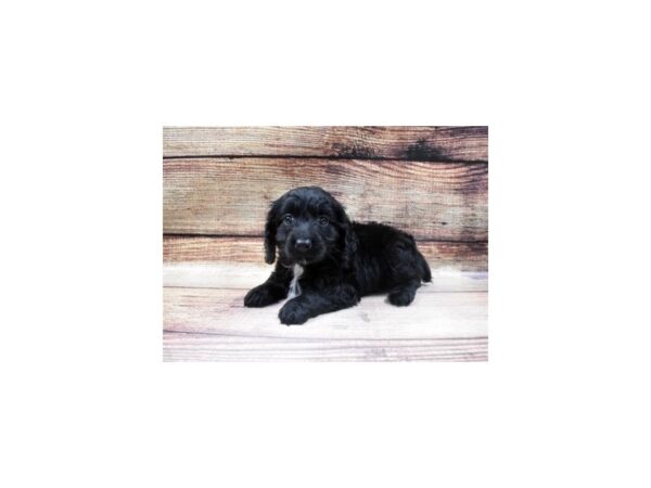 Cocker Spaniel/Poodle-DOG-Female-Black-22964-Petland Scottsdale, Arizona