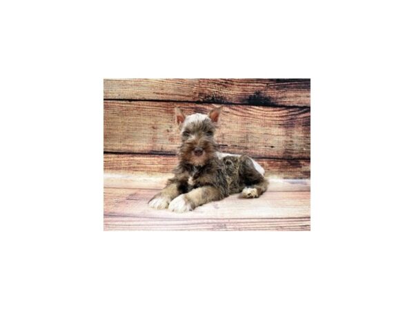 Miniature Schnauzer-DOG-Female-Liver and Pepper-22974-Petland Scottsdale, Arizona