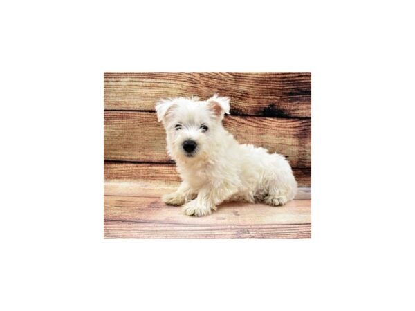 West Highland White Terrier-DOG-Female-White-22975-Petland Scottsdale, Arizona