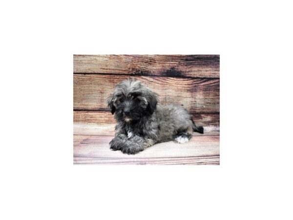 Havanese-DOG-Female-Gold Sable-22967-Petland Scottsdale, Arizona