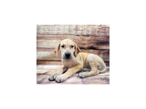 Great Dane-DOG-Male-Fawn-22966-Petland Scottsdale, Arizona