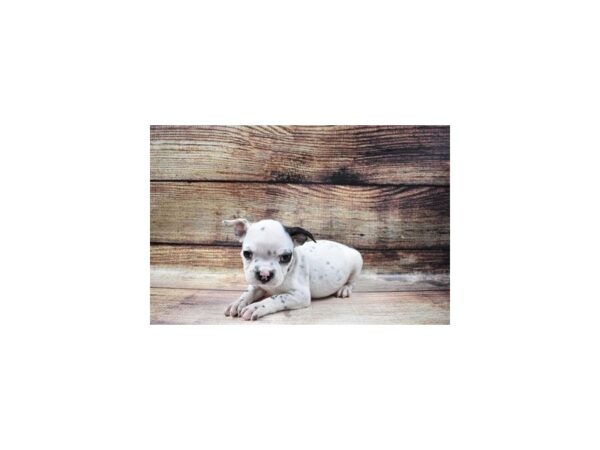 Boston Terrier-DOG-Male-White and Black-22969-Petland Scottsdale, Arizona