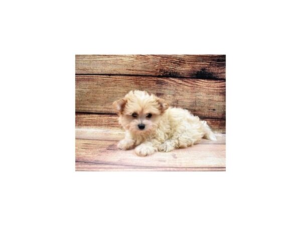 Coton De Tulear-DOG-Male-White-22976-Petland Scottsdale, Arizona