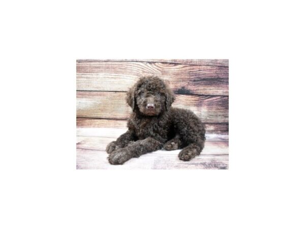 Chesapeake Bay Retriever/Poodle-DOG-Male-Brown-22973-Petland Scottsdale, Arizona