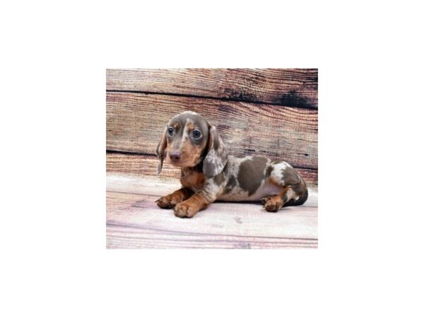 Dachshund-DOG-Female-Chocolate Dapple-22972-Petland Scottsdale, Arizona