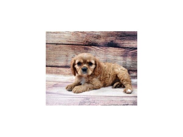 Cavalier King Charles Spaniel-DOG-Female-Ruby-22971-Petland Scottsdale, Arizona