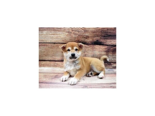Shiba Inu-DOG-Male-Red-22978-Petland Scottsdale, Arizona