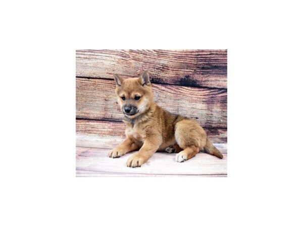 Shiba Inu-DOG-Female-Red Sesame-23004-Petland Scottsdale, Arizona