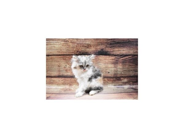 Persian-CAT-Female-Calico-22977-Petland Scottsdale, Arizona