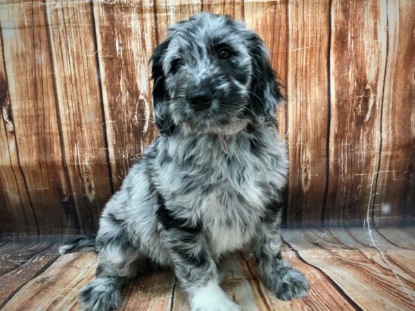 Golden Retriever/Standard Poodle-DOG-Female-Blue Merle-22984-Petland Scottsdale, Arizona