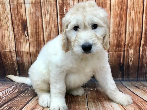 Golden Retriever/Standard Poodle-DOG-Male-Light Golden-22985-Petland Scottsdale, Arizona