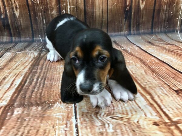 Basset Hound-DOG-Female-Black White / Tan-22987-Petland Scottsdale, Arizona