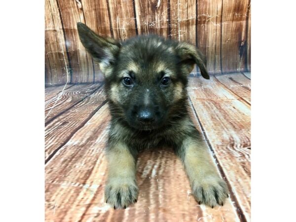German Shepherd Dog-DOG-Male-Black / Tan-22983-Petland Scottsdale, Arizona