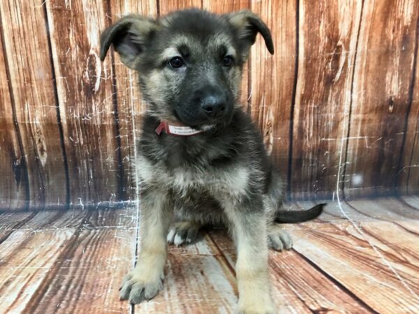 German Shepherd Dog-DOG-Female-Black / Tan-22982-Petland Scottsdale, Arizona