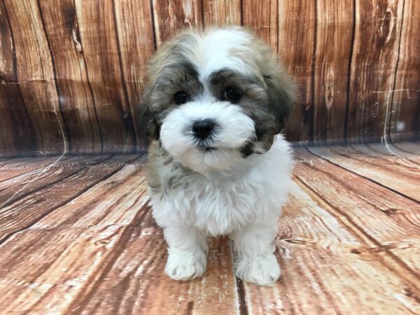 Bichon Frise/Shih Tzu-DOG-Male-White / Gold-22979-Petland Scottsdale, Arizona