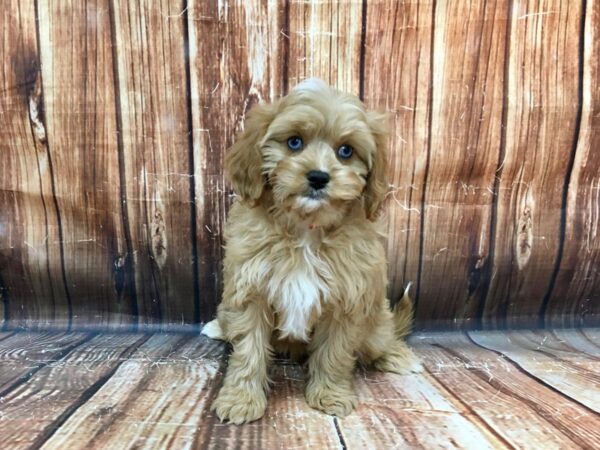 Cavalier King Charles Spaniel/Poodle-DOG-Female-Ruby-22980-Petland Scottsdale, Arizona