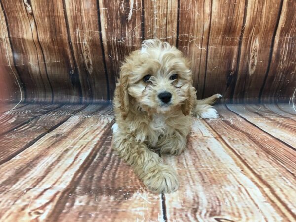 Cavalier King Charles Spaniel/Poodle-DOG-Male-Ruby-22981-Petland Scottsdale, Arizona