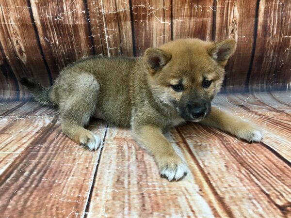 Shiba Inu-DOG-Male-Red Sesame-22992-Petland Scottsdale, Arizona
