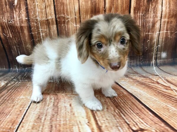 Dachshund-DOG-Male-Chocolate / Tan-22989-Petland Scottsdale, Arizona