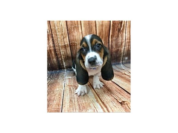 Basset Hound-DOG-Male-Black White / Tan-22988-Petland Scottsdale, Arizona