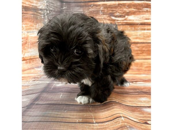 Shih Tzu/Poodle-DOG-Female--22995-Petland Scottsdale, Arizona