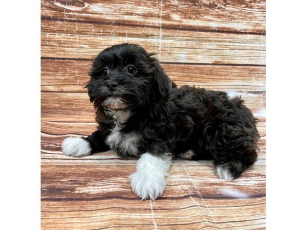 Shih Tzu/Poodle-DOG-Female--22996-Petland Scottsdale, Arizona