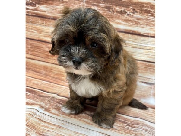 Shih Tzu/Poodle-DOG-Male--22994-Petland Scottsdale, Arizona