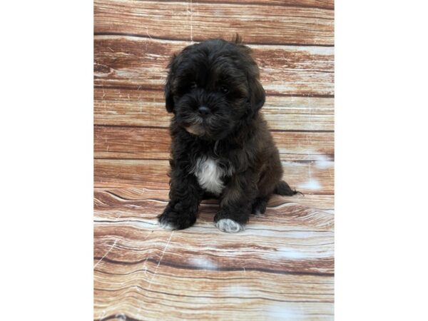 Shih Tzu/Poodle-DOG-Male--22993-Petland Scottsdale, Arizona