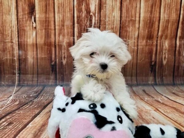 Maltese-DOG-Male-White-22991-Petland Scottsdale, Arizona