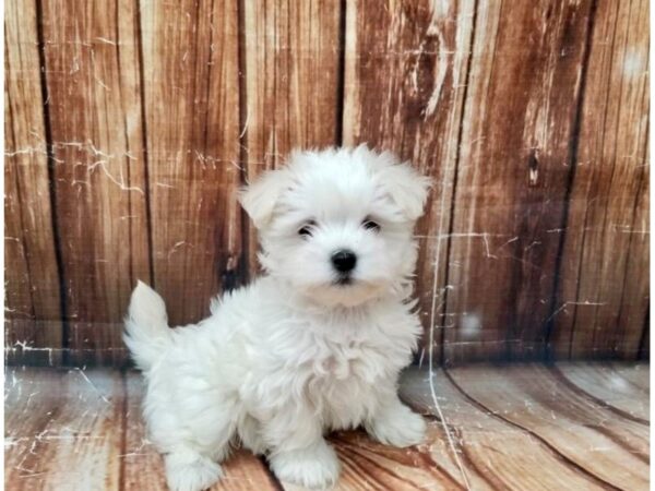 Maltese-DOG-Female-White-22990-Petland Scottsdale, Arizona