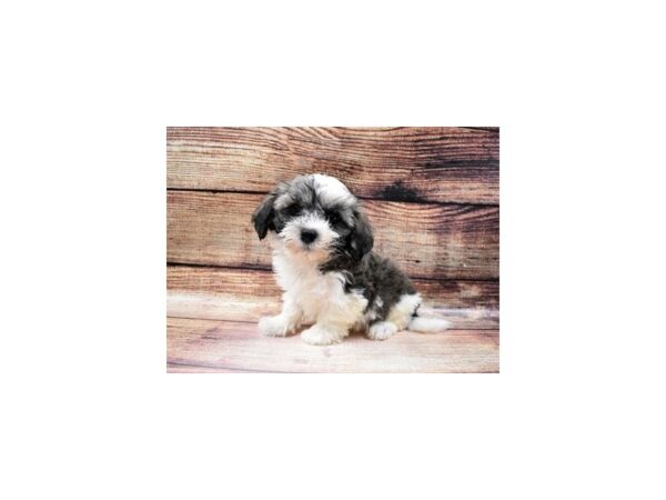Havanese-DOG-Male-Silver Sable-23002-Petland Scottsdale, Arizona
