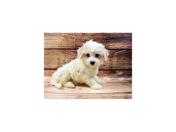 Coton De Tulear-DOG-Female-White-23009-Petland Scottsdale, Arizona