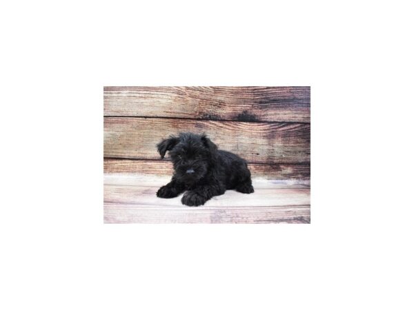 Miniature Schnauzer-DOG-Male-Black-22998-Petland Scottsdale, Arizona