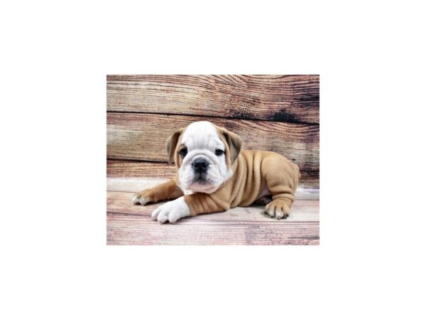 English Bulldog-DOG-Male-Red and White-23005-Petland Scottsdale, Arizona
