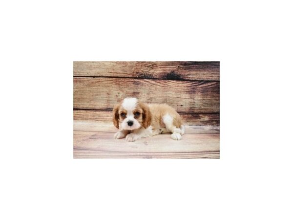 Cavalier King Charles Spaniel-DOG-Male-Blenheim-23006-Petland Scottsdale, Arizona