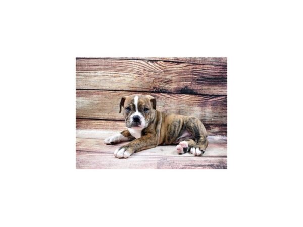 Old English Bulldog-DOG-Male-Red Brindle and White-23011-Petland Scottsdale, Arizona