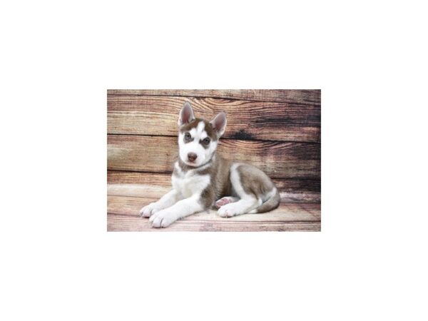 Siberian Husky-DOG-Male-Red and White-23013-Petland Scottsdale, Arizona
