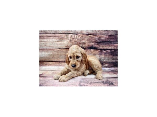 Golden Retriever/Standard Poodle-DOG-Male-Apricot-23012-Petland Scottsdale, Arizona