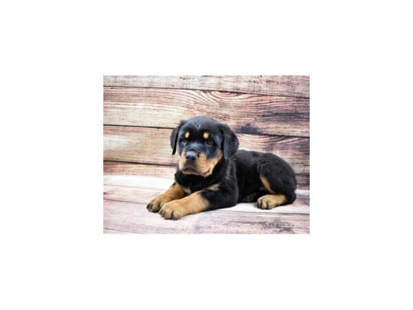 Rottweiler-DOG-Male-Black and Mahogany-23003-Petland Scottsdale, Arizona