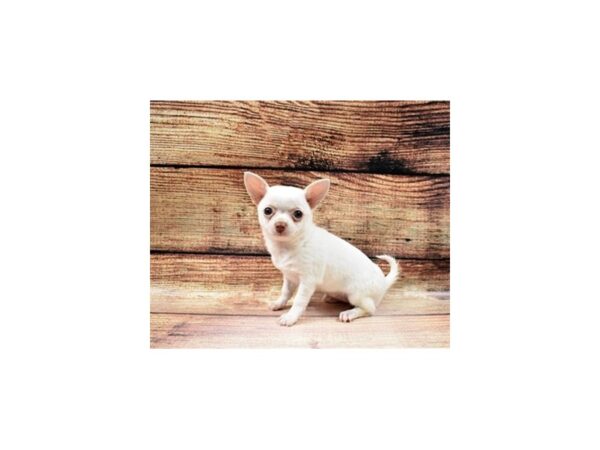 Chihuahua-DOG-Female-White-23008-Petland Scottsdale, Arizona