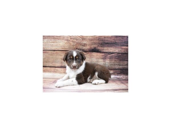 Australian Shepherd-DOG-Male-Red-23000-Petland Scottsdale, Arizona