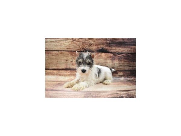 Miniature Schnauzer-DOG-Female-Salt and Pepper-22999-Petland Scottsdale, Arizona