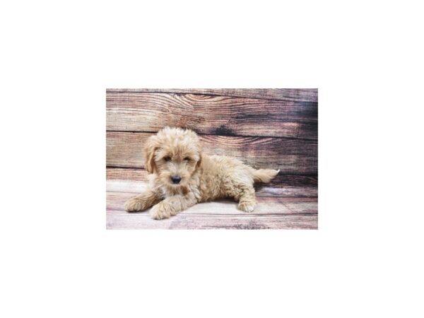 F1 Mini Goldendoodle-DOG-Female-Golden-22997-Petland Scottsdale, Arizona